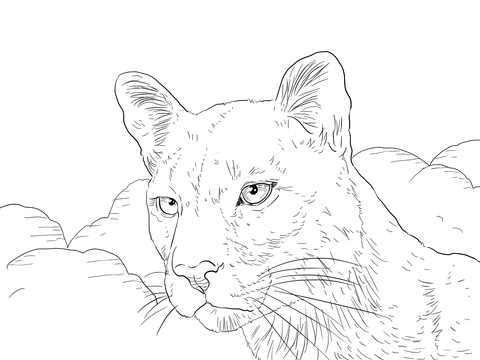 Cougar Portrait Coloring Page